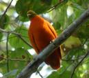 Orange dove at Viani Bay, Vanua Levu